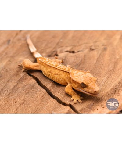 Correlophus ciliatus Yellow Tiger Non sexé