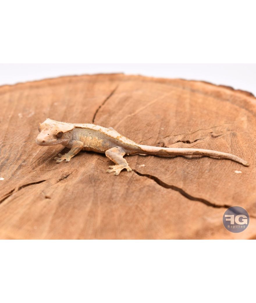 Correlophus ciliatus Harlequin Dalmatien Non sexé