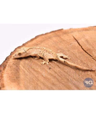 Correlophus ciliatus Yellow Tiger Dalmatien Non sexé