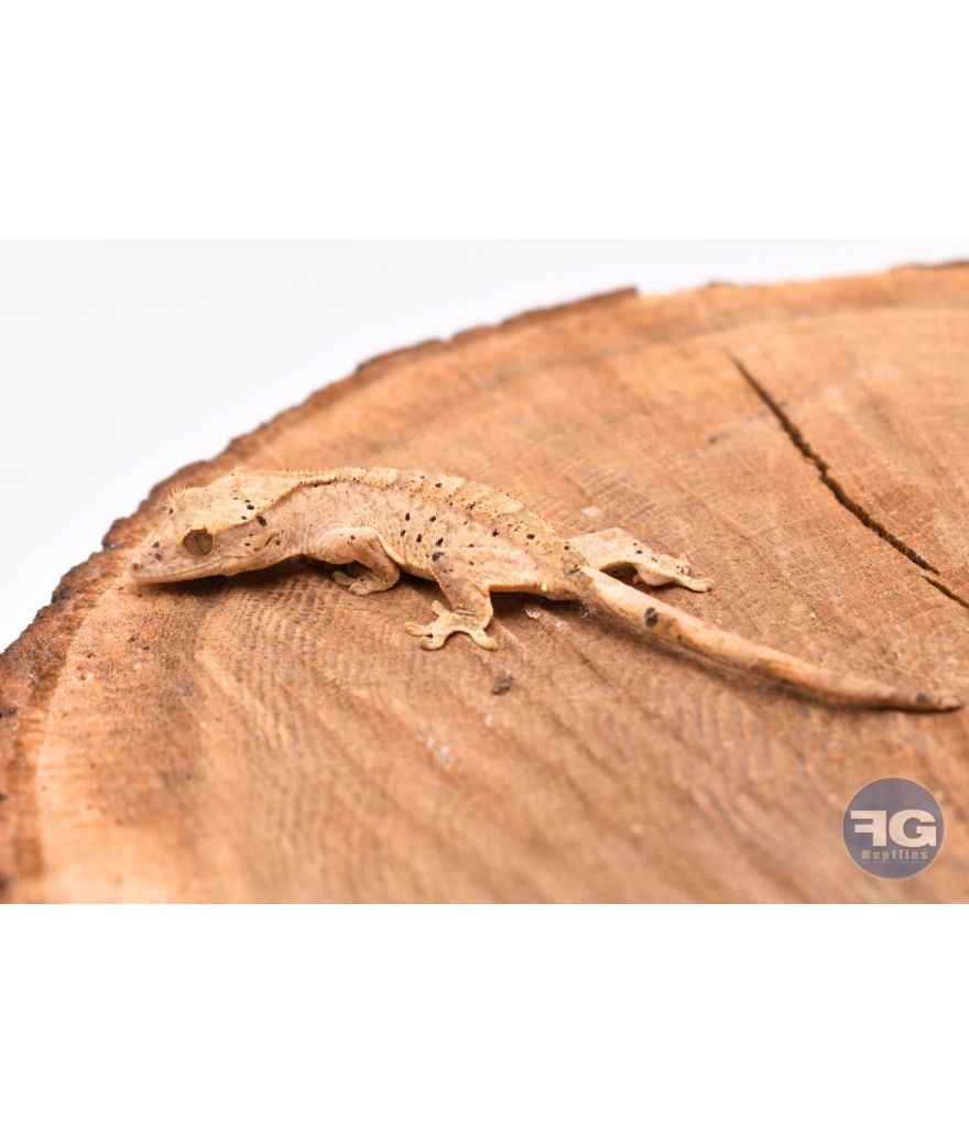 Correlophus ciliatus Yellow Tiger Dalmatien Non sexé