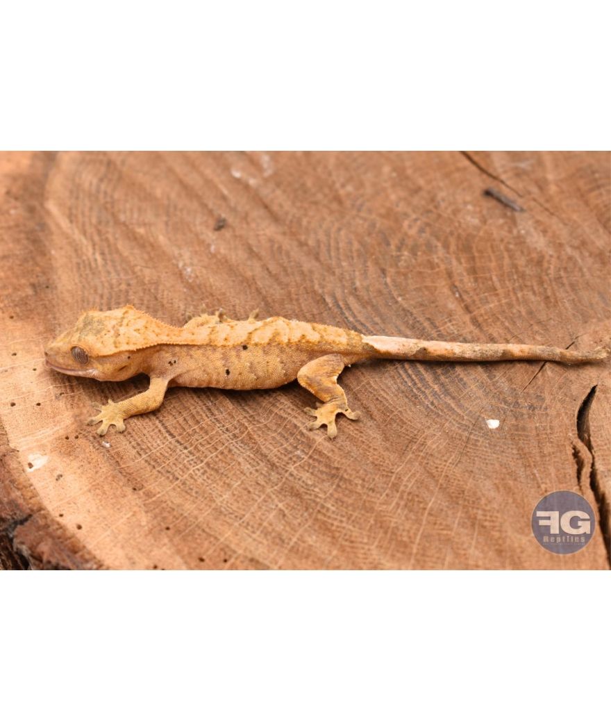 Correlophus ciliatus Extreme Harlequin Non sexé