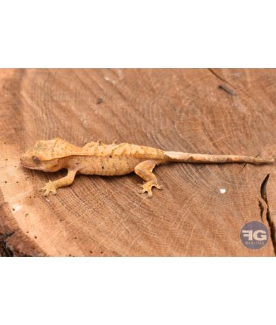 Correlophus ciliatus Extreme Harlequin Non sexé