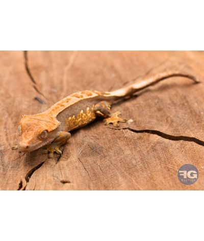 Correlophus ciliatus Harlequin Pinstripe Non sexé