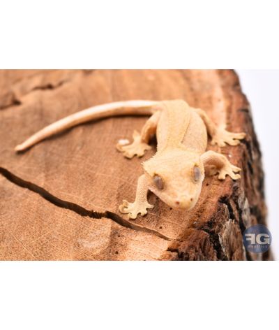 Correlophus ciliatus Red Phantom Non sexé