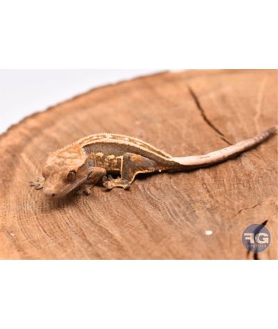 Correlophus ciliatus Full Pinstripe Non sexé