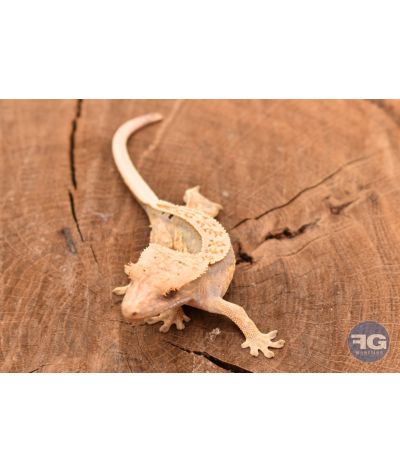 Correlophus ciliatus Harlequin Pinstripe Non sexé