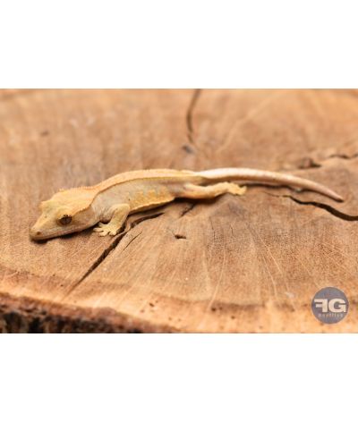 Correlophus ciliatus Harlequin Pinstripe Non sexé