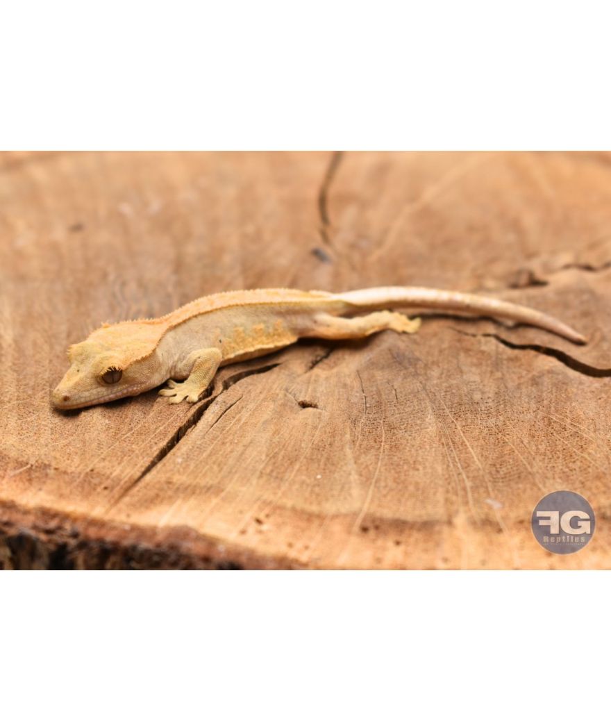 Correlophus ciliatus Harlequin Pinstripe Non sexé