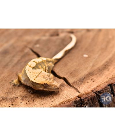 Correlophus ciliatus Extreme Harlequin Non sexé