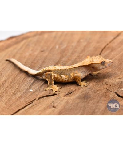 Correlophus ciliatus Tricolor Pinstripe Non sexé