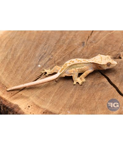 Correlophus ciliatus QuadStripe Non sexé