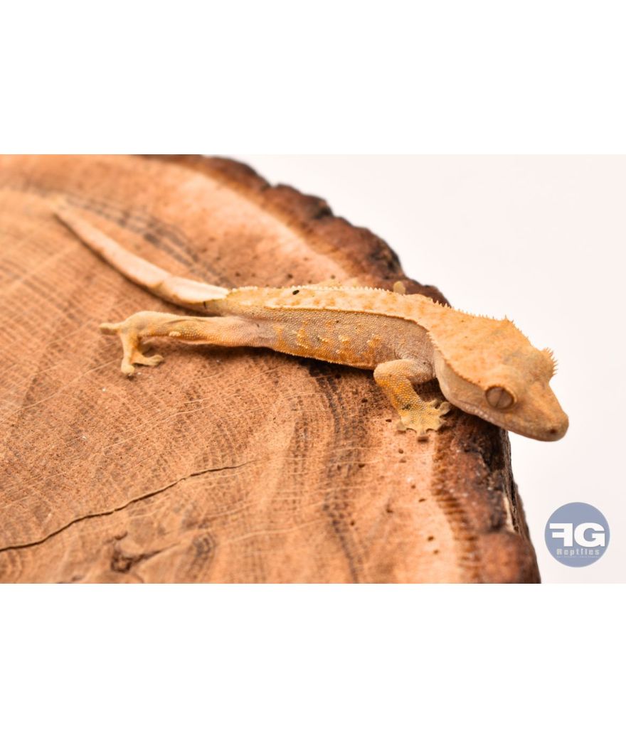 Correlophus ciliatus Harlequin Non sexé