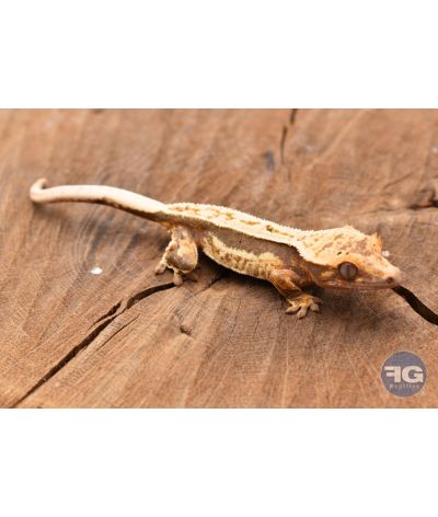 Correlophus ciliatus QuadStripe Non sexé