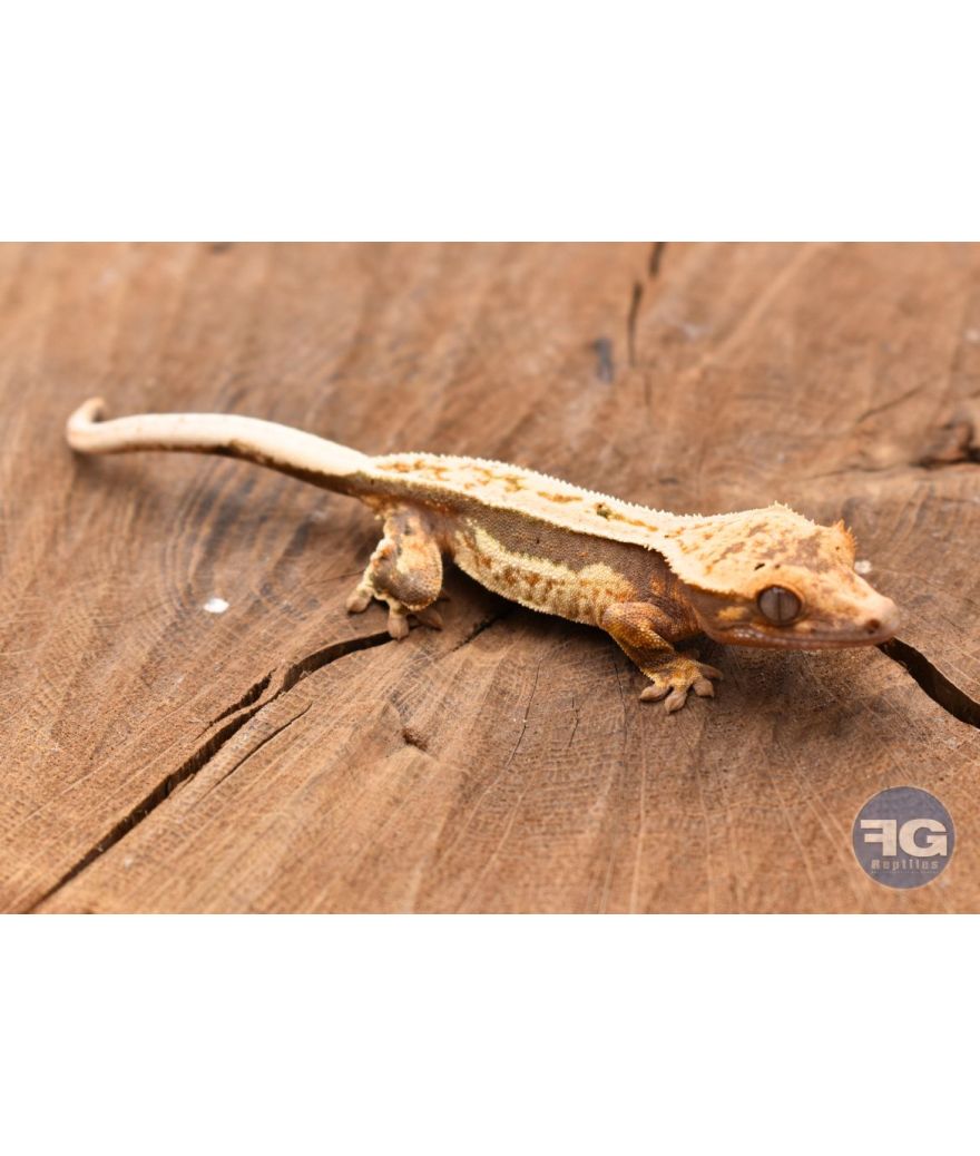 Correlophus ciliatus QuadStripe Non sexé