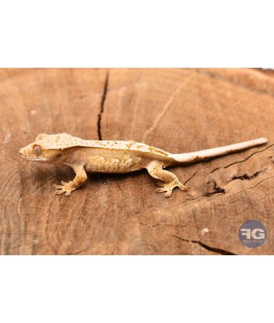 Correlophus ciliatus Harlequin Pinstripe Non sexé