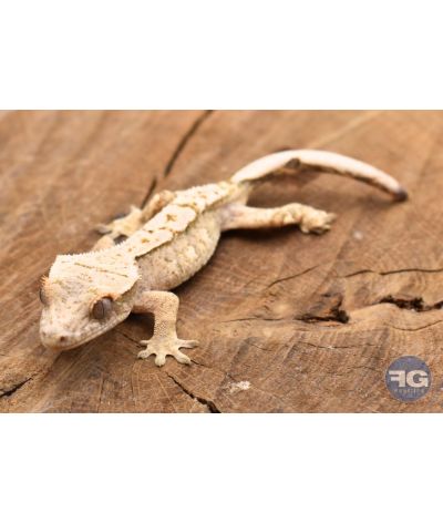 Correlophus ciliatus Cream Harlequin Non sexé