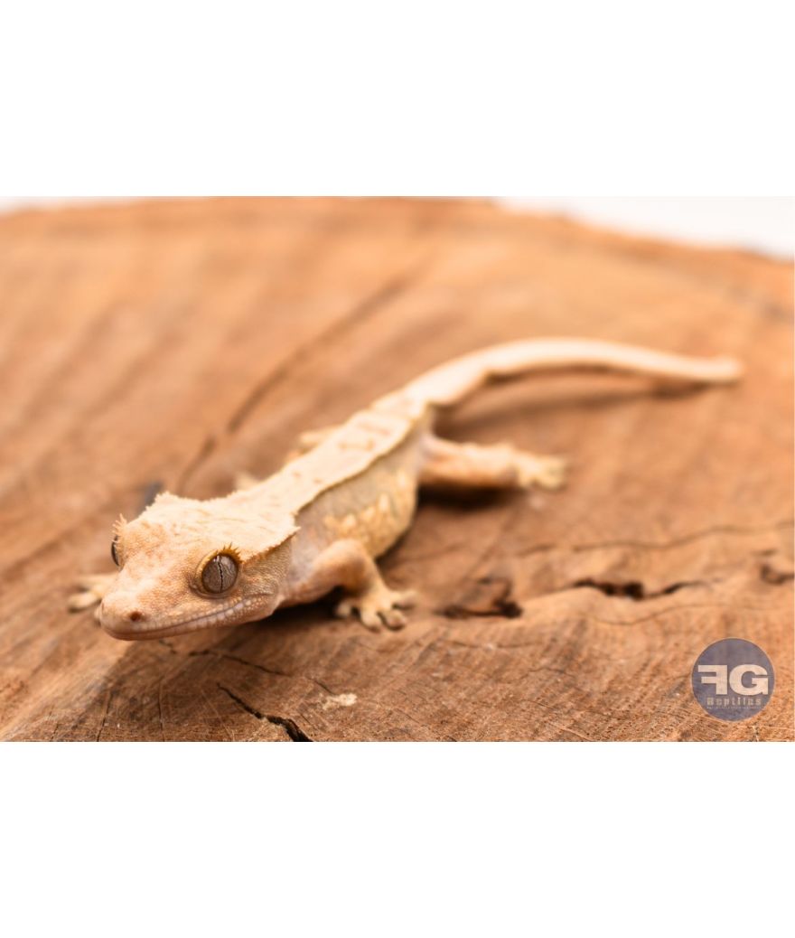 Correlophus ciliatus Harlequin Pinstripe Non sexé