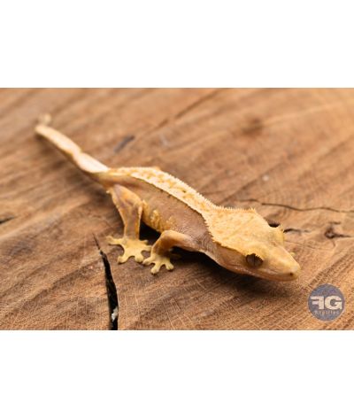 Correlophus ciliatus Red Pinstripe Non sexé