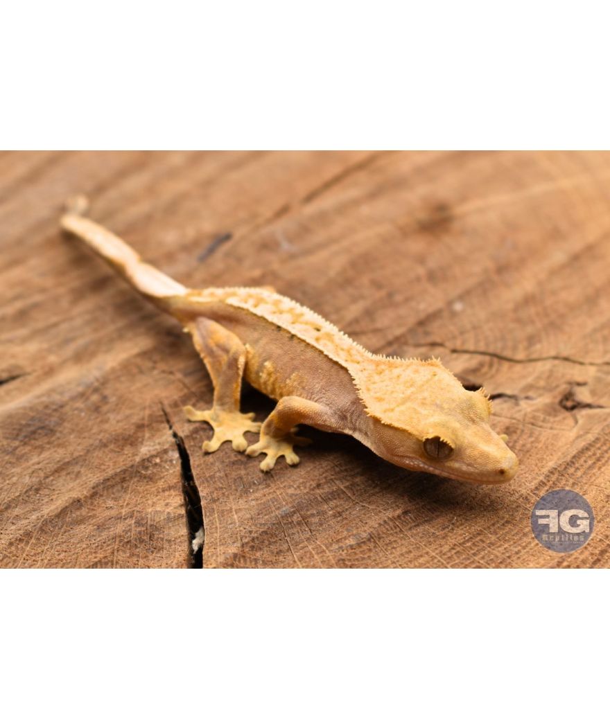 Correlophus ciliatus Red Pinstripe Non sexé