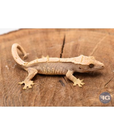 Correlophus ciliatus Cream Harlequin Non sexé