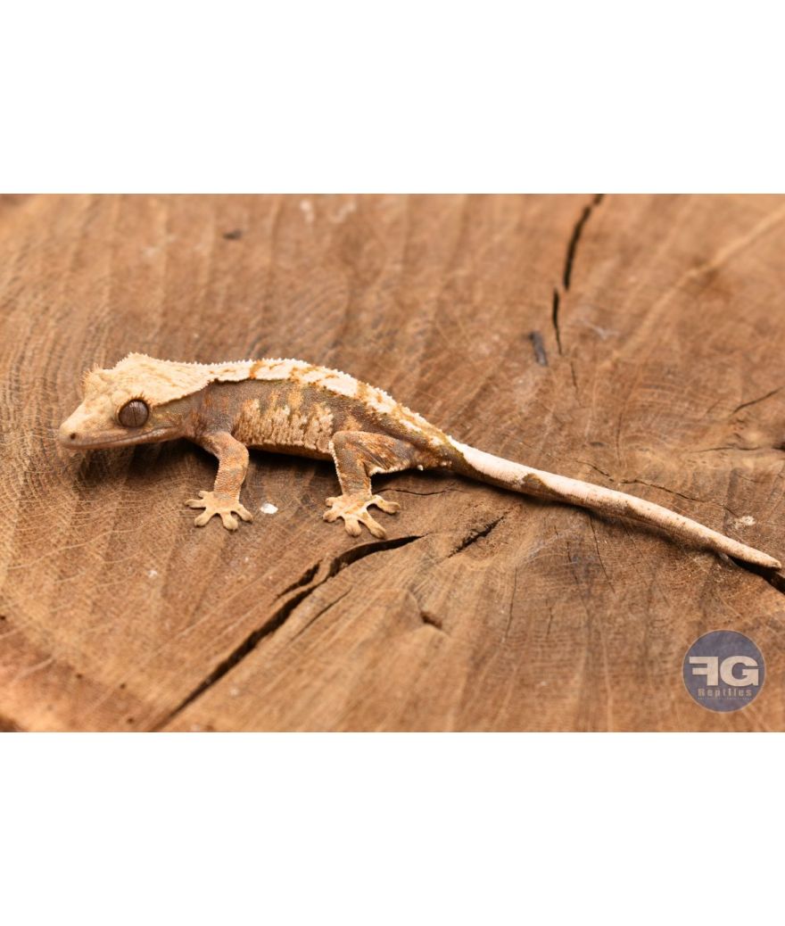 Correlophus ciliatus Harlequin Non sexé