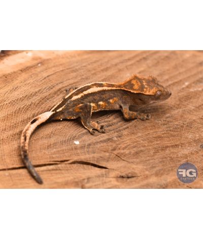 Correlophus ciliatus Empty Back Non sexé