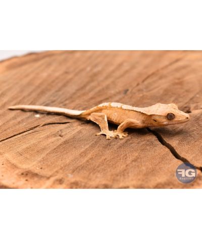 Correlophus ciliatus Creamsicle Non sexé