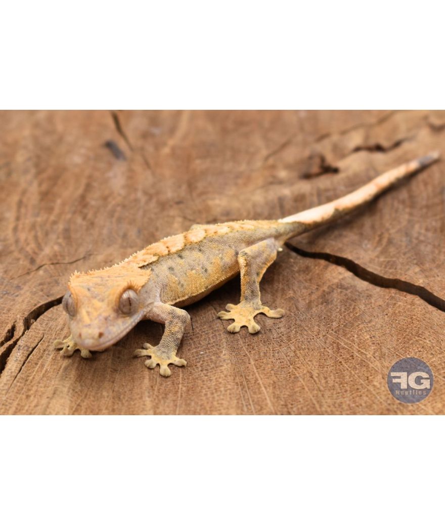 Correlophus ciliatus Harlequin Non sexé