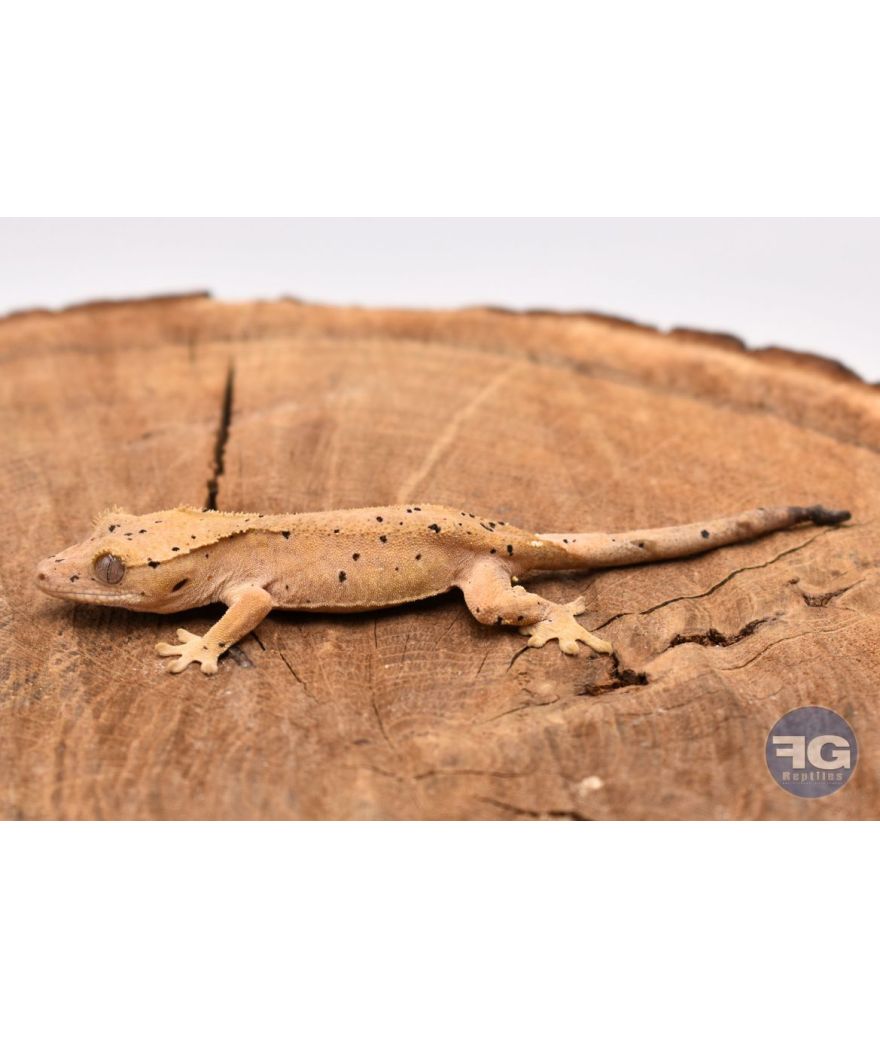 Correlophus ciliatus Red Dalmatien Non sexé