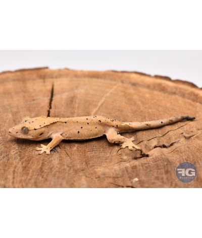 Correlophus ciliatus Red Dalmatien Non sexé