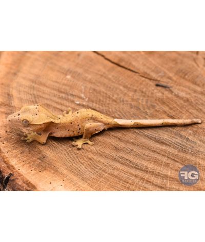 Correlophus ciliatus Red Dalmatien Non sexé