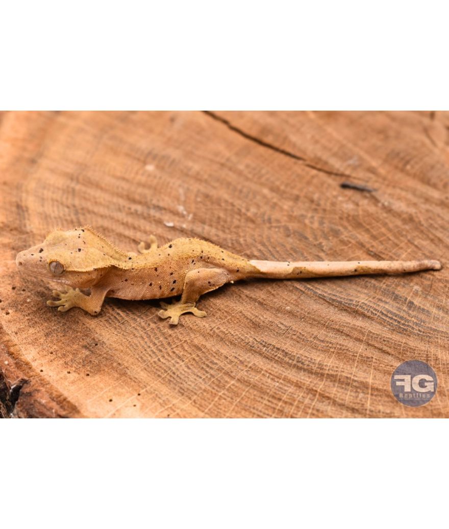 Correlophus ciliatus Red Dalmatien Non sexé