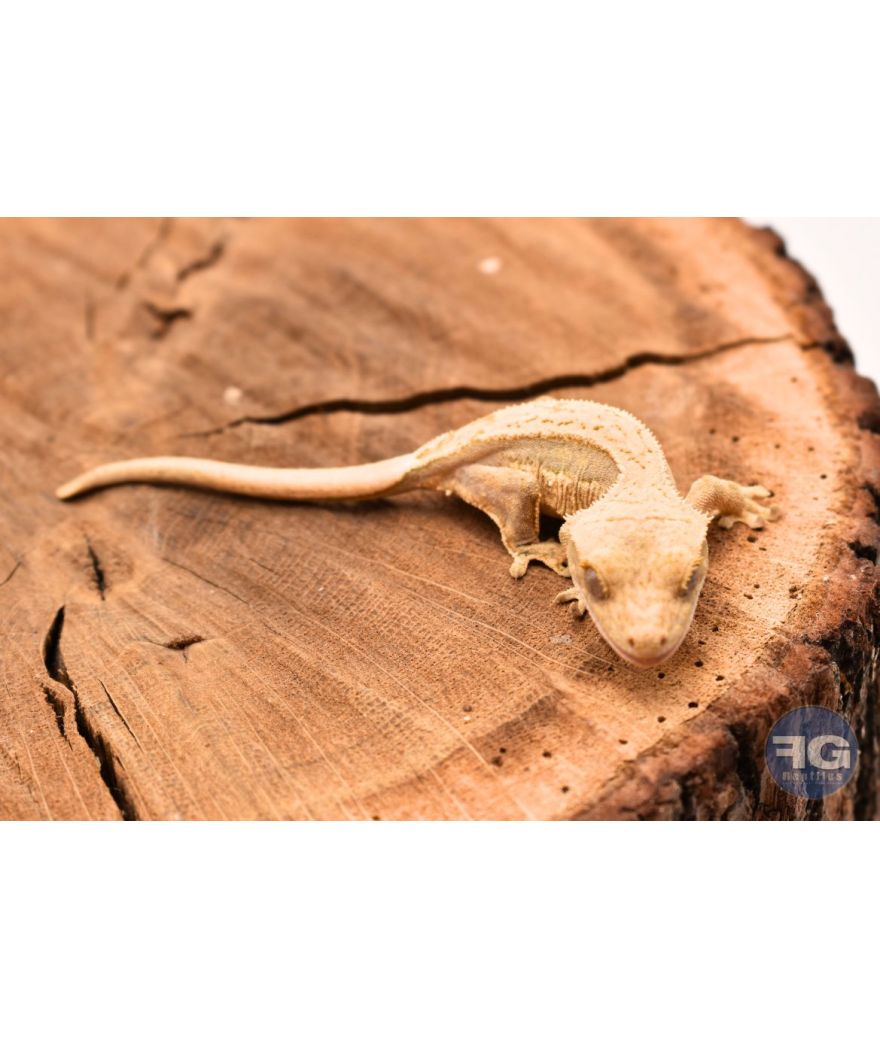 Correlophus ciliatus Harlequin Pinstripe Non sexé