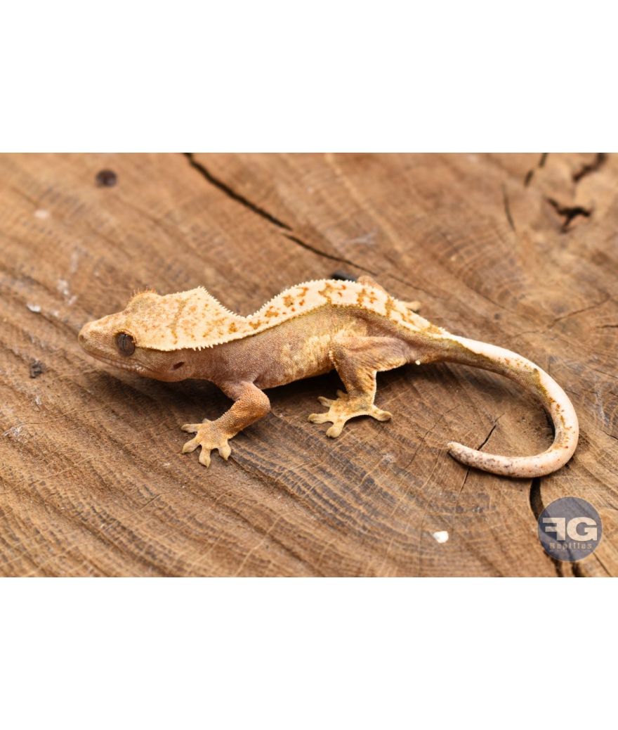 Correlophus ciliatus Harlequin Non sexé