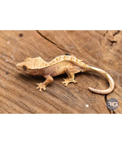 Correlophus ciliatus Harlequin Non sexé