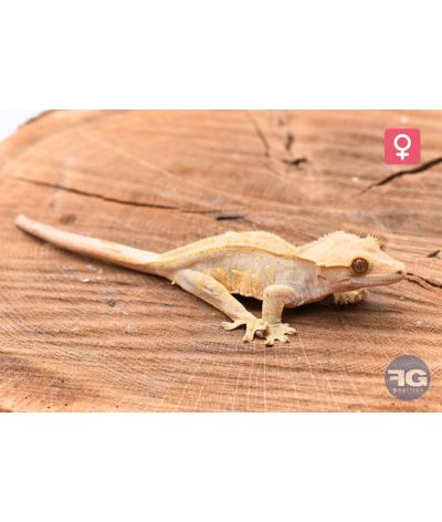 Correlophus ciliatus Harlequin Femelle