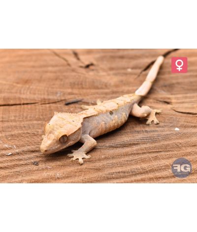 Correlophus ciliatus Harlequin Dalmatien Femelle