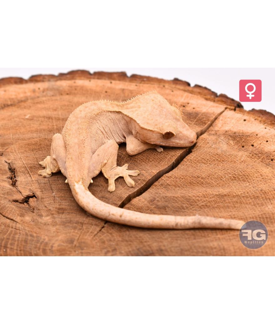 Correlophus ciliatus Red Femelle