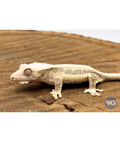 Correlophus ciliatus Lilly White Non sexé