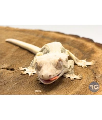 Correlophus ciliatus Lilly White Non sexé