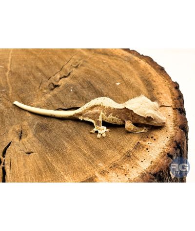 Correlophus ciliatus Lilly White Non sexé