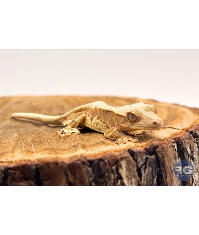 Correlophus ciliatus Lilly White Non sexé