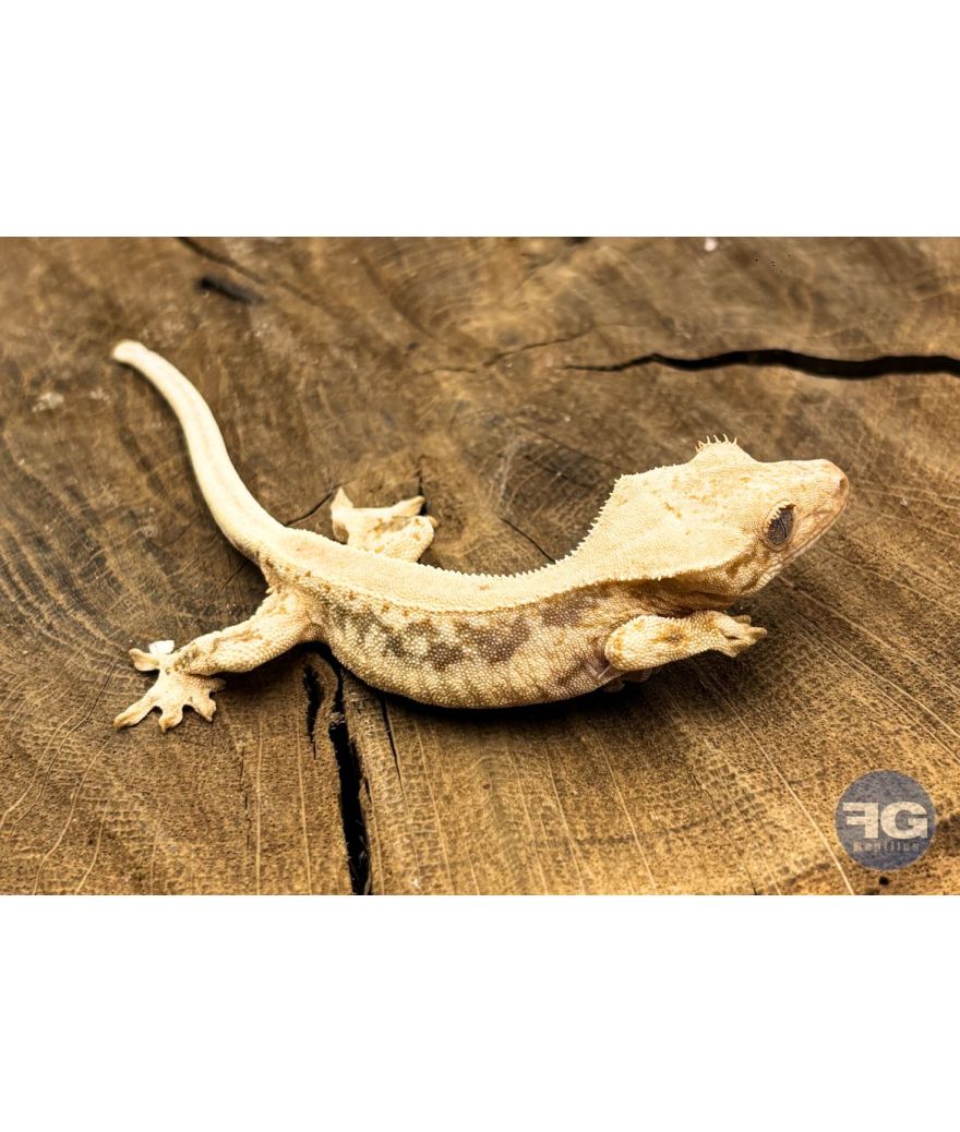 Correlophus ciliatus Lilly White Non sexé