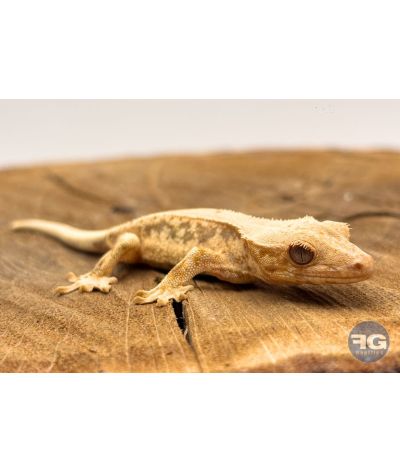 Correlophus ciliatus Lilly White Non sexé