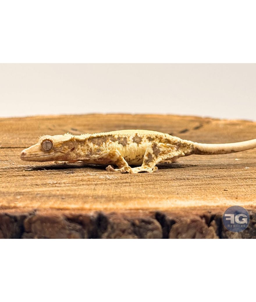 Correlophus ciliatus Lilly White Non sexé