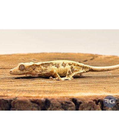 Correlophus ciliatus Lilly White Non sexé