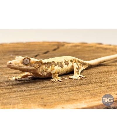 Correlophus ciliatus Lilly White Non sexé