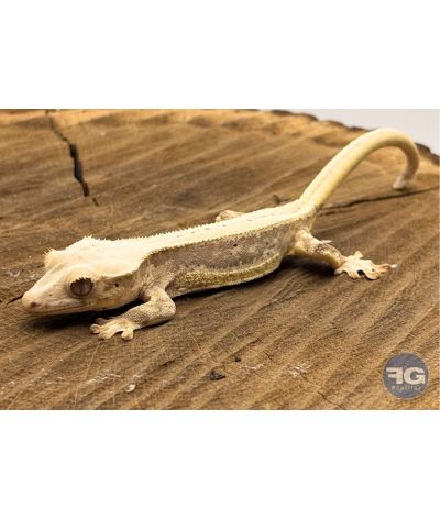 Correlophus ciliatus Lilly White Non sexé