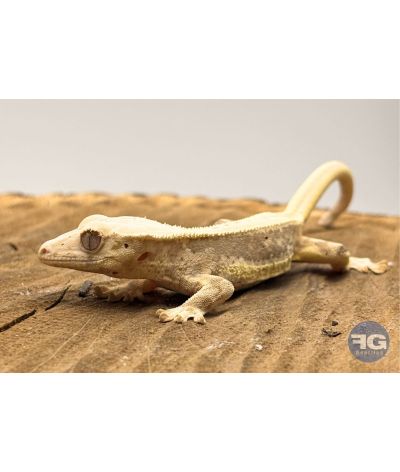 Correlophus ciliatus Lilly White Non sexé