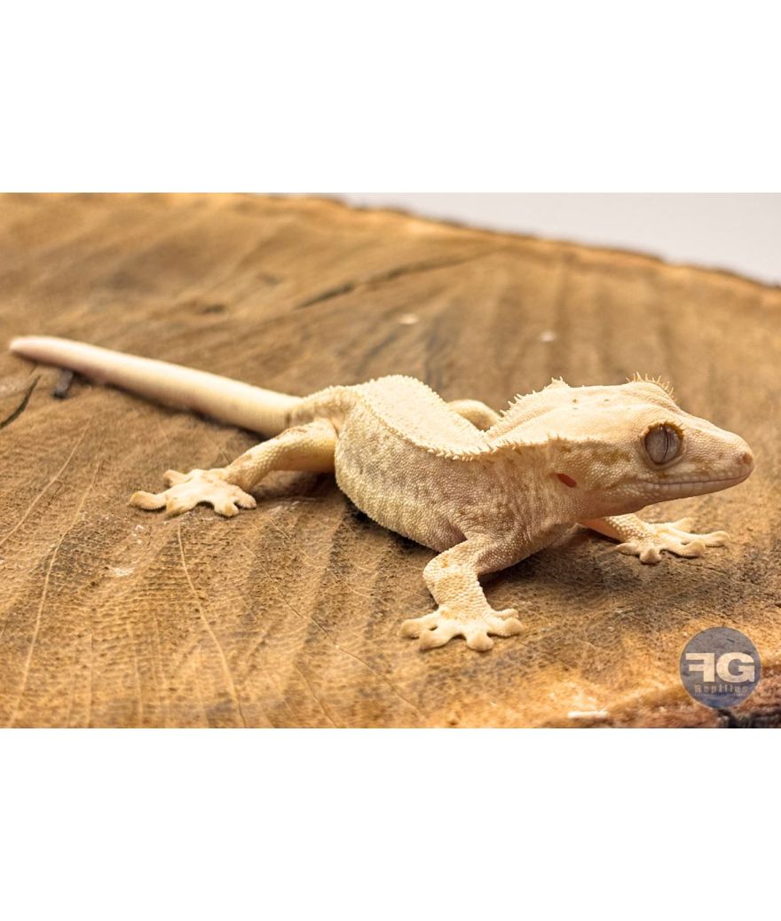 Correlophus ciliatus Lilly White Non sexé